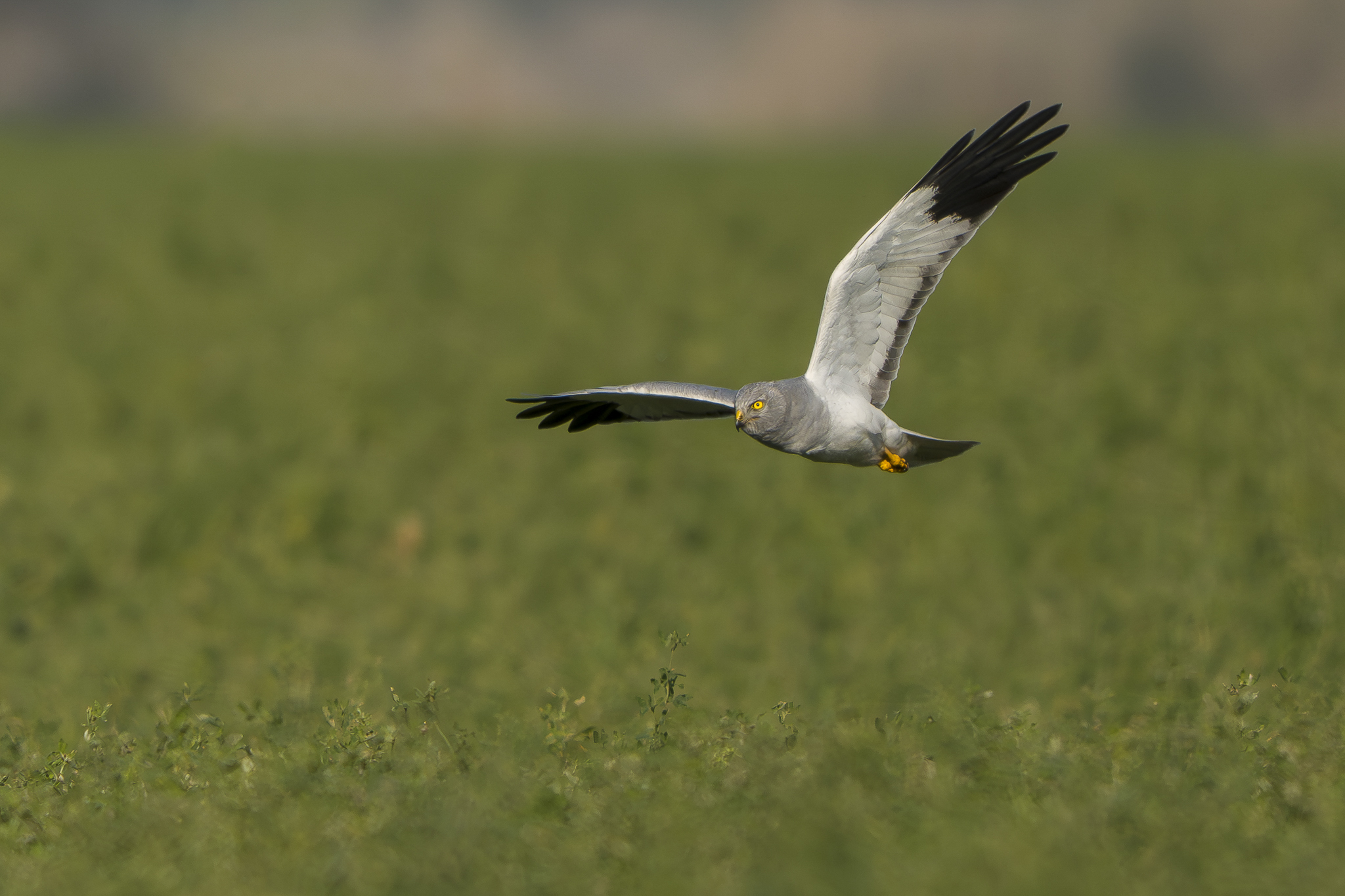 זרוע תכול זכר